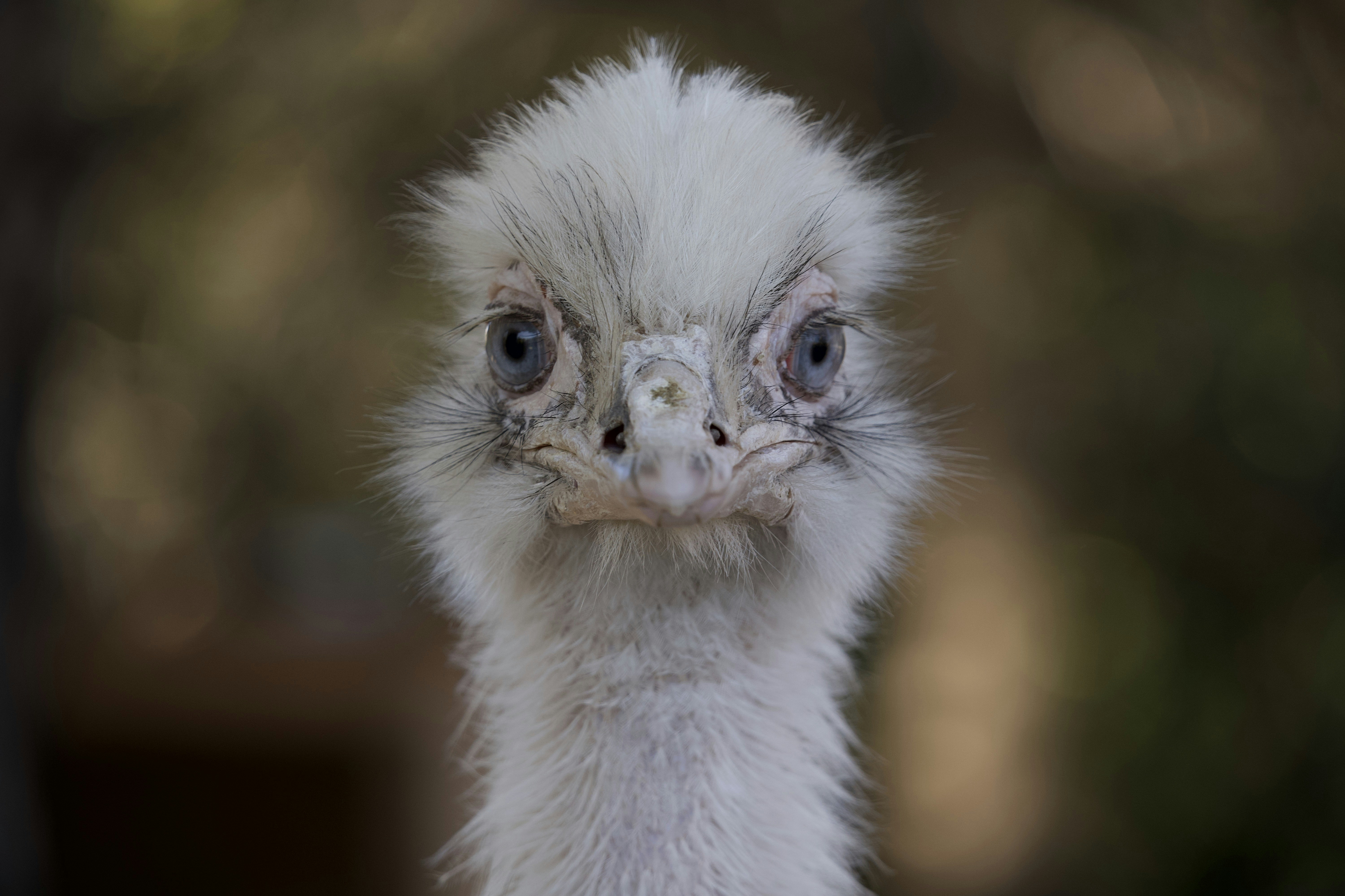 Gros plan d’un oiseau