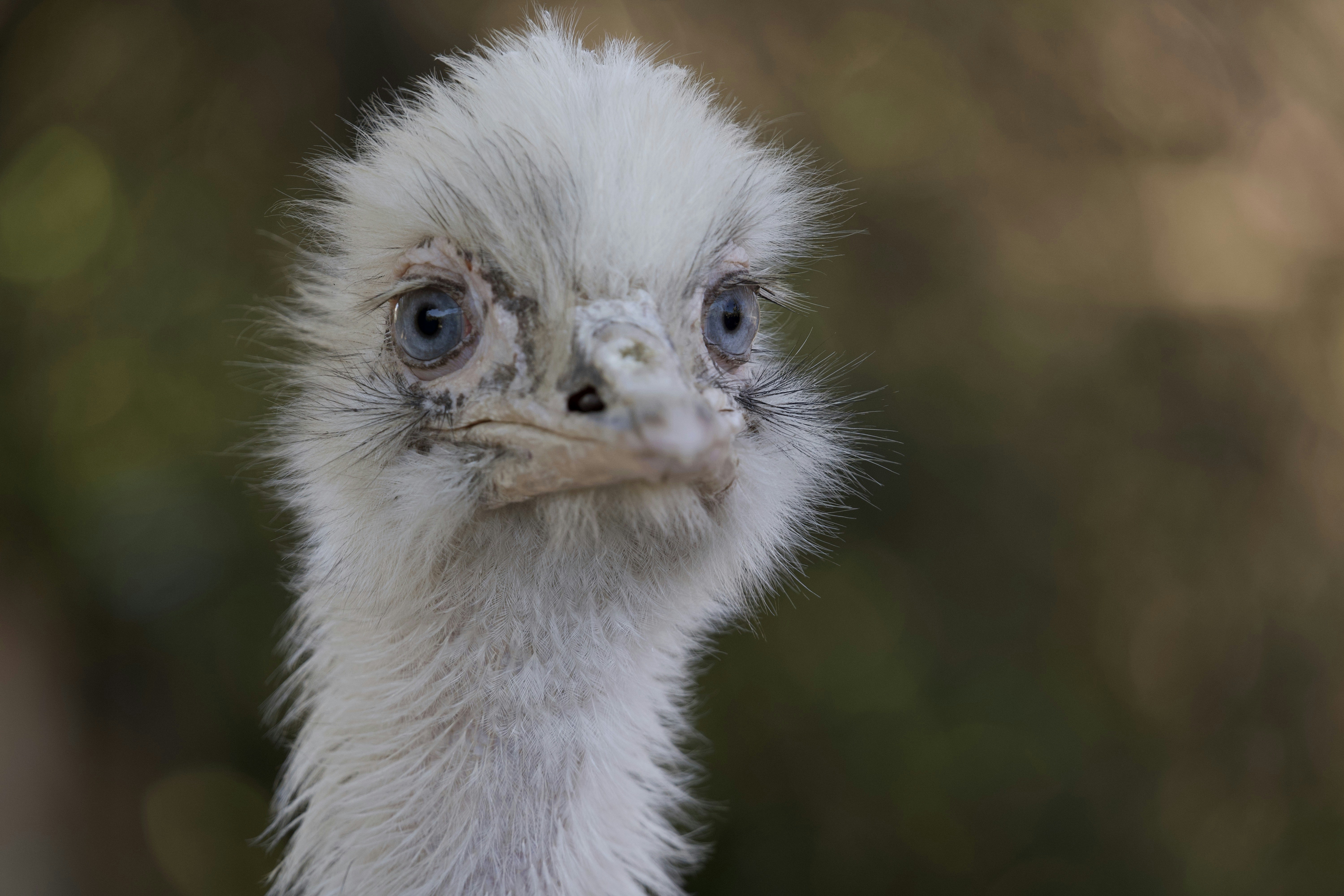 Gros plan d’un oiseau