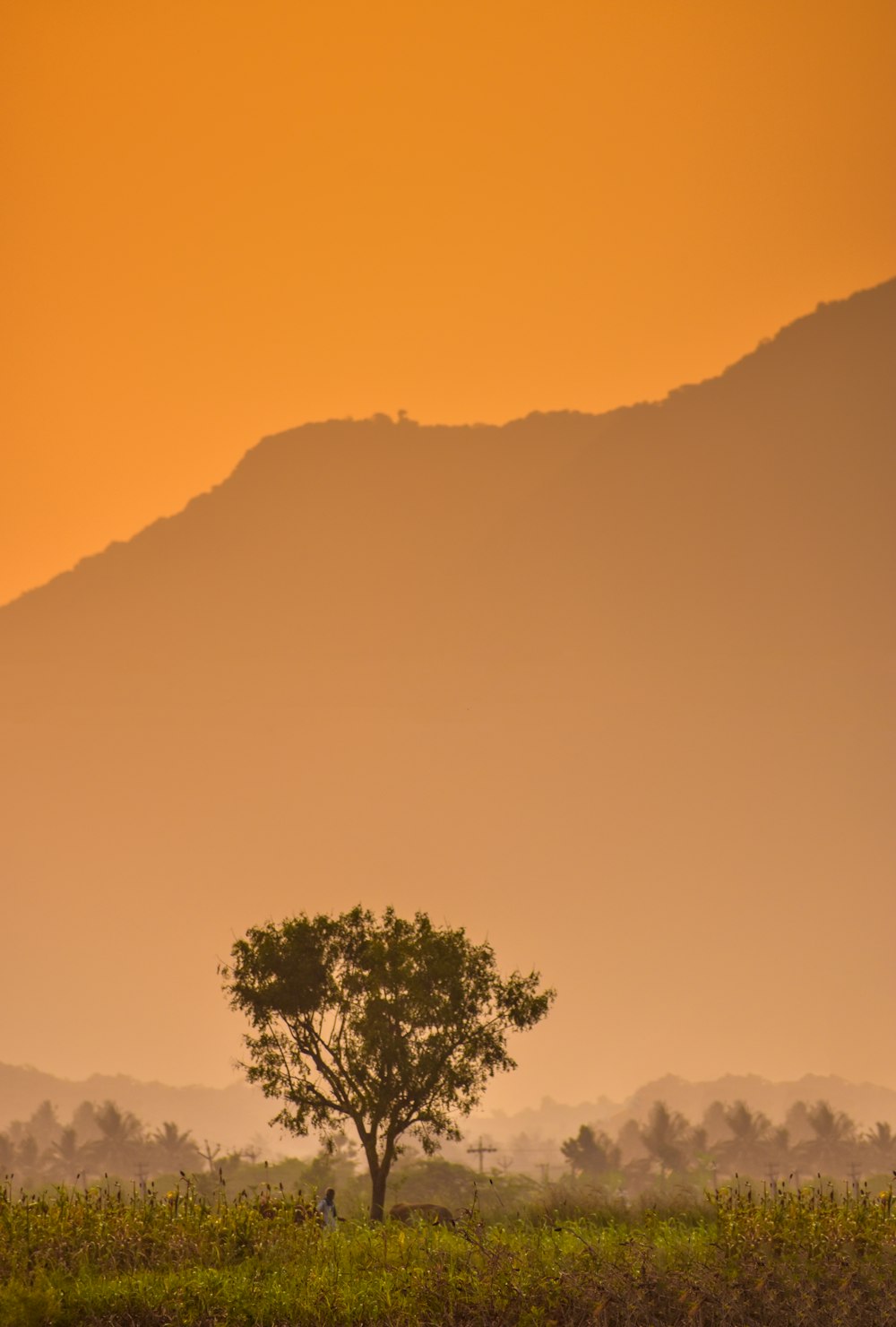 a tree in a field