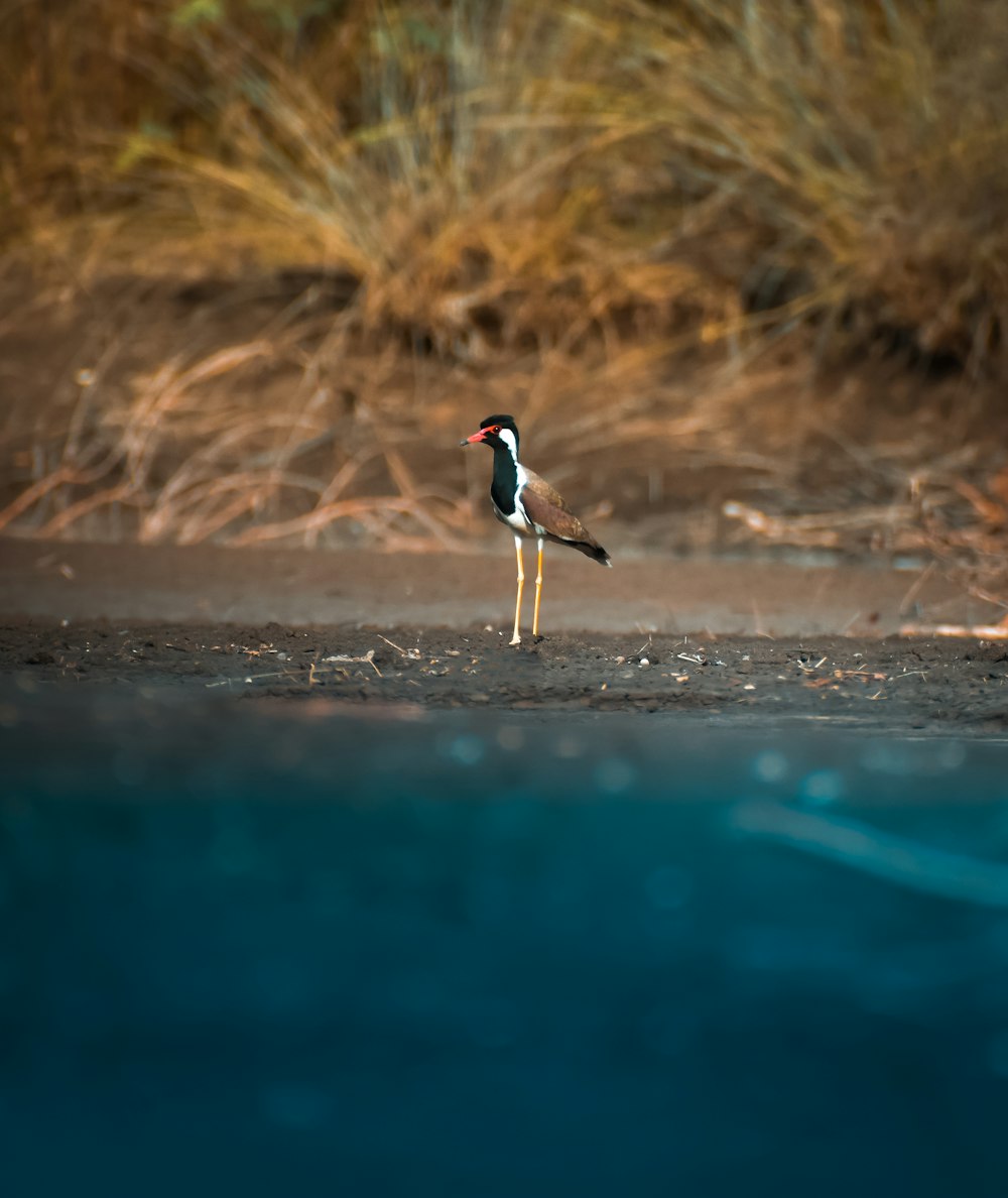 a bird standing on the beach