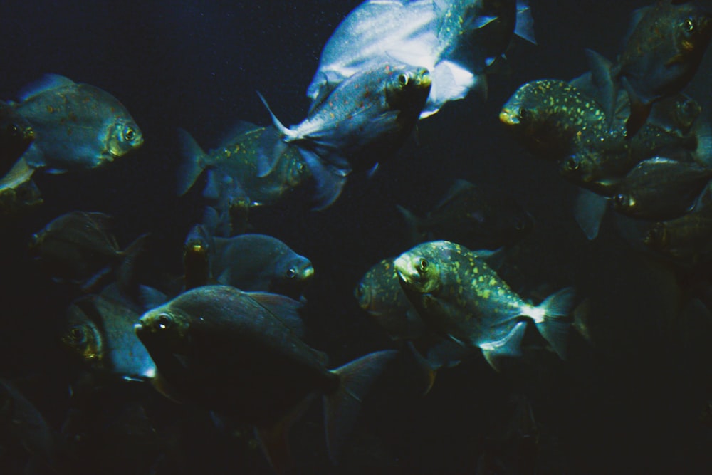 a group of fish swimming in water