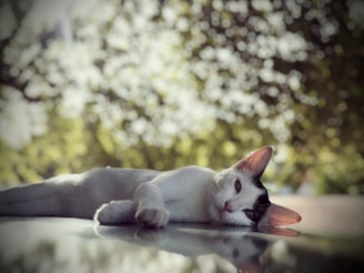 A relaxed cat lies sideways on a reflective surface, its eyes partially open. The background is a soft blur of light and shadows, suggesting a natural setting with trees and greenery.