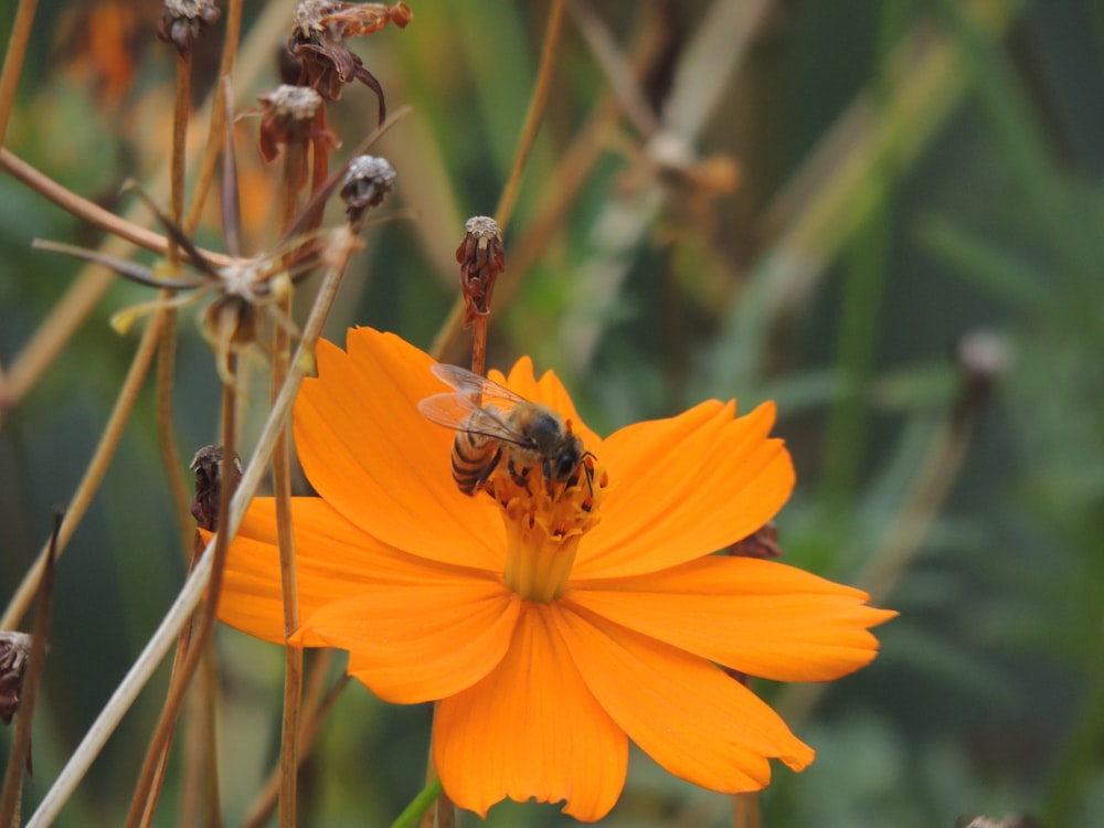 a bee on a flower