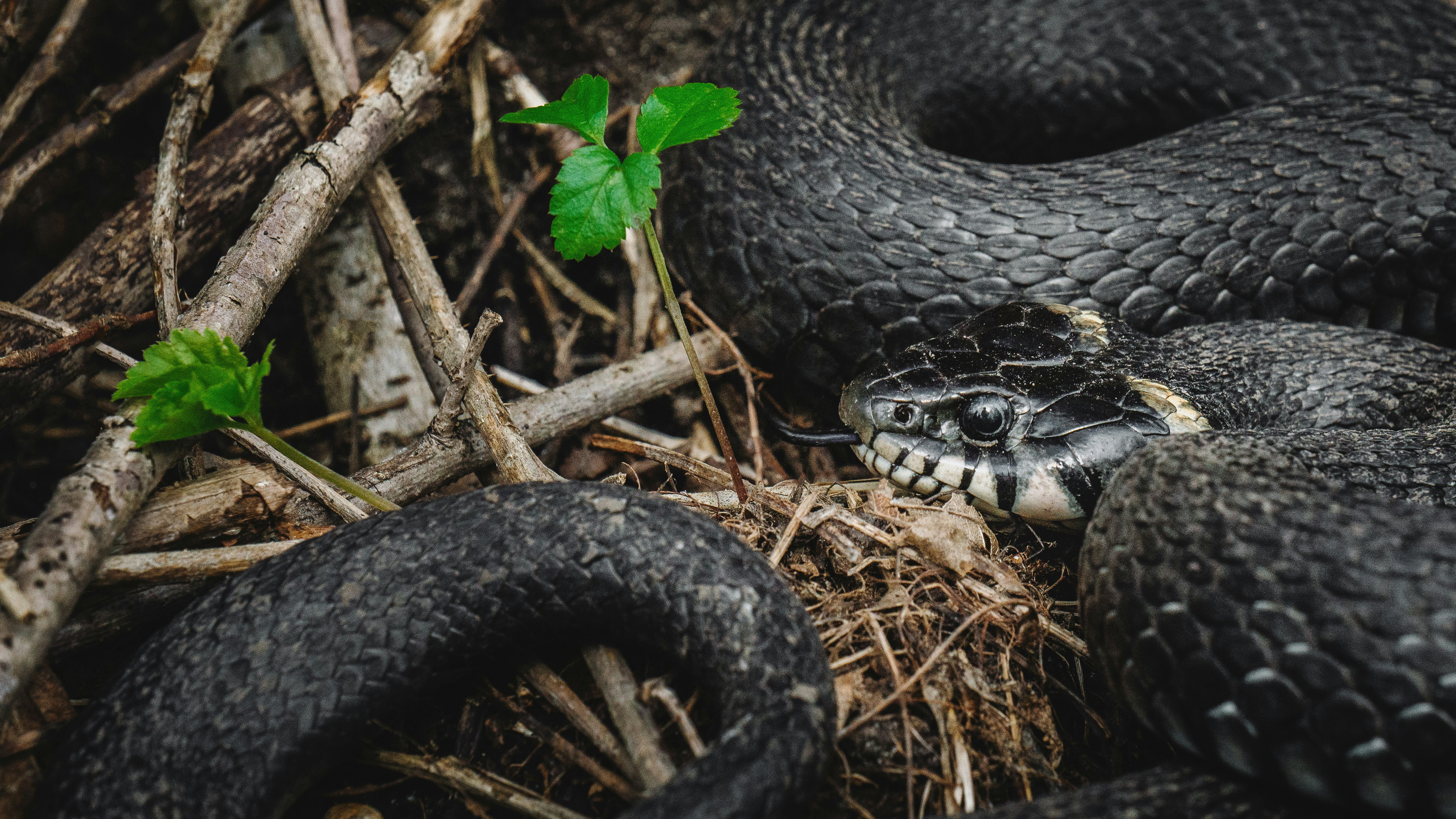 a snake with a plant in its mouth