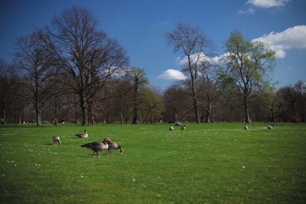 a group of geese in a grassy field