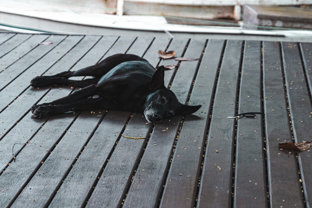 Un perro negro acostado sobre una superficie de madera