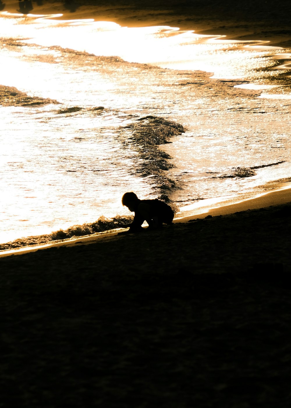 a dog sitting on a beach