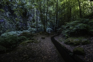 a dirt path in a forest