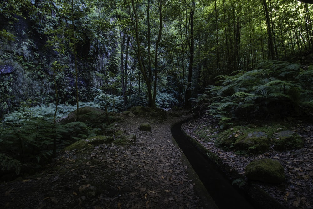 a dirt path in a forest