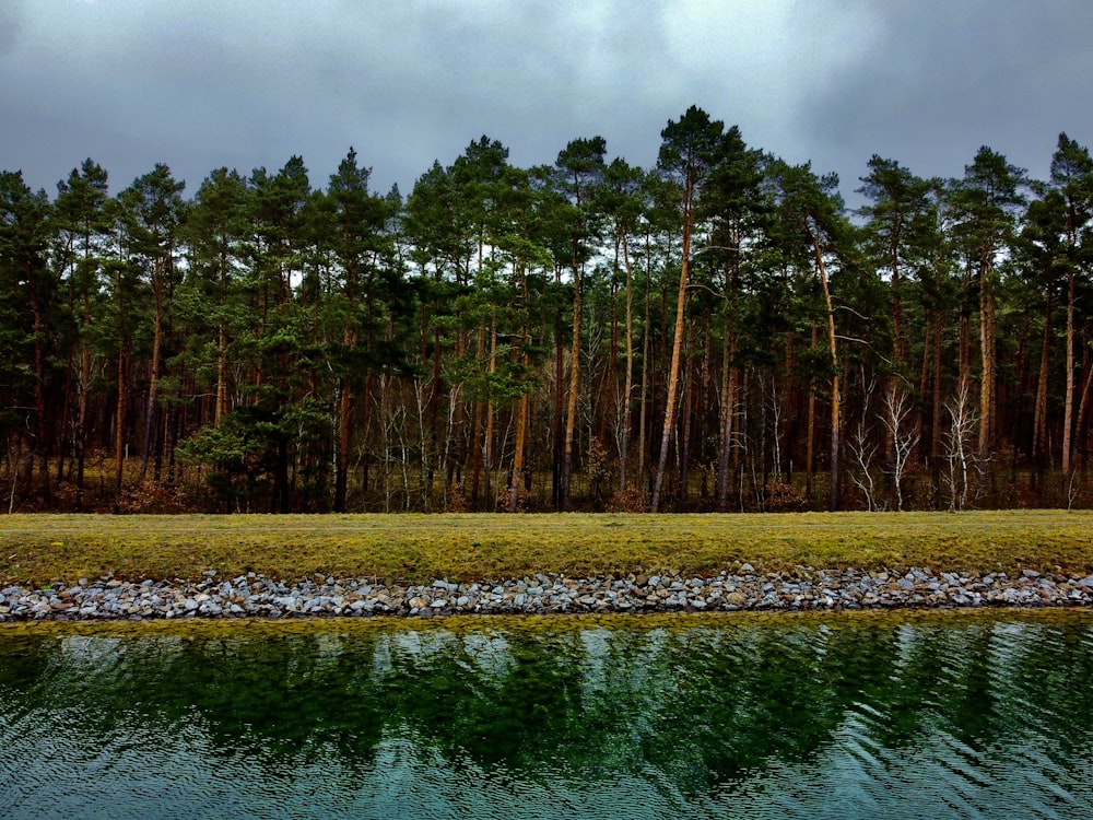 a body of water with trees around it