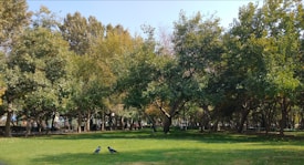 A tranquil park landscape with lush green grass and an array of tall trees with dense foliage under a clear sky. Two birds are visible on the ground, adding a natural element to the serene setting.
