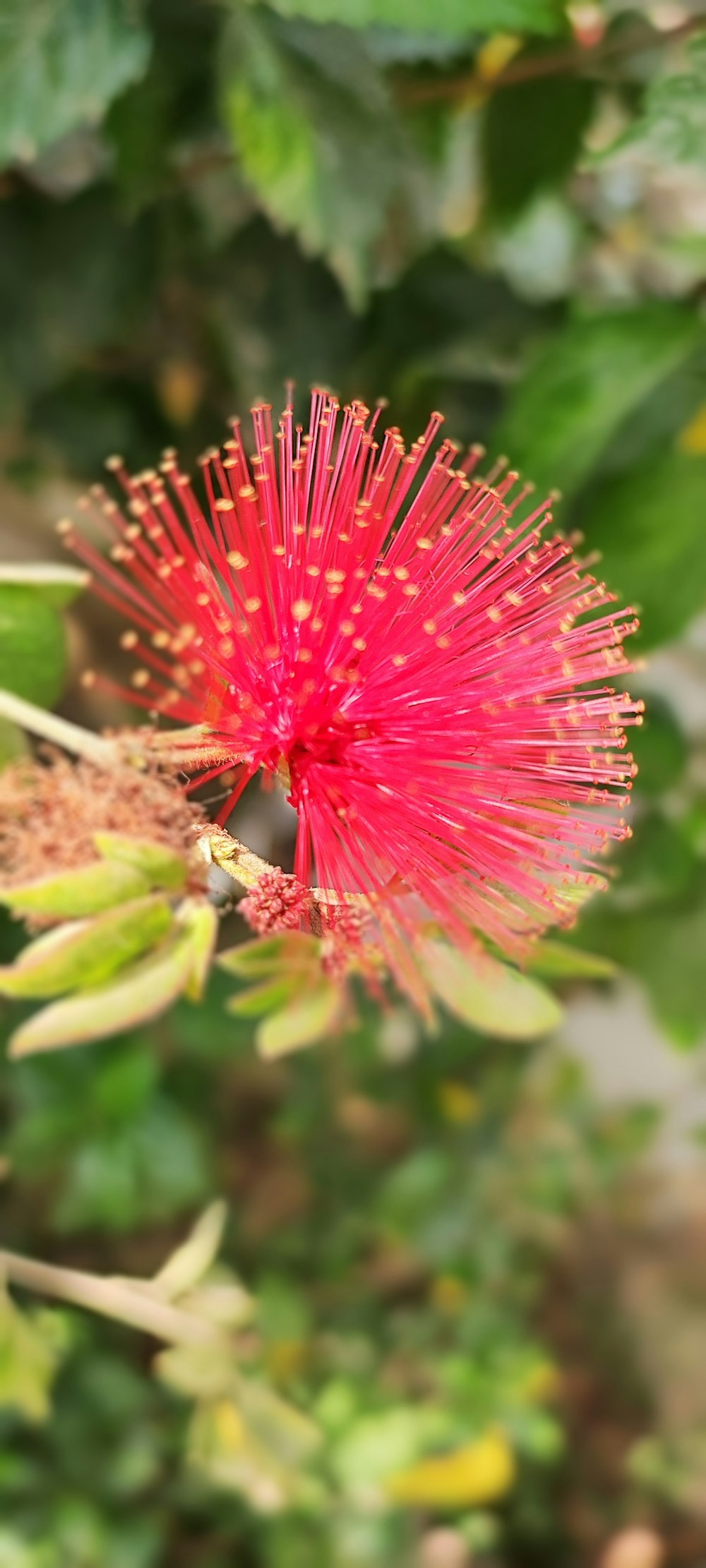 a red flower with green leaves