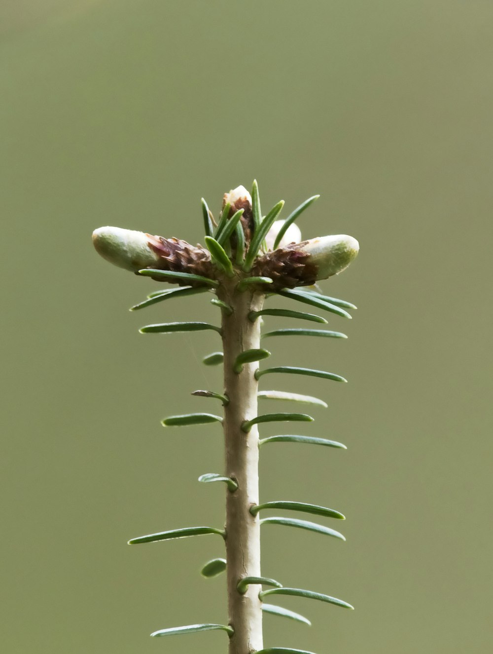 a close-up of a flower