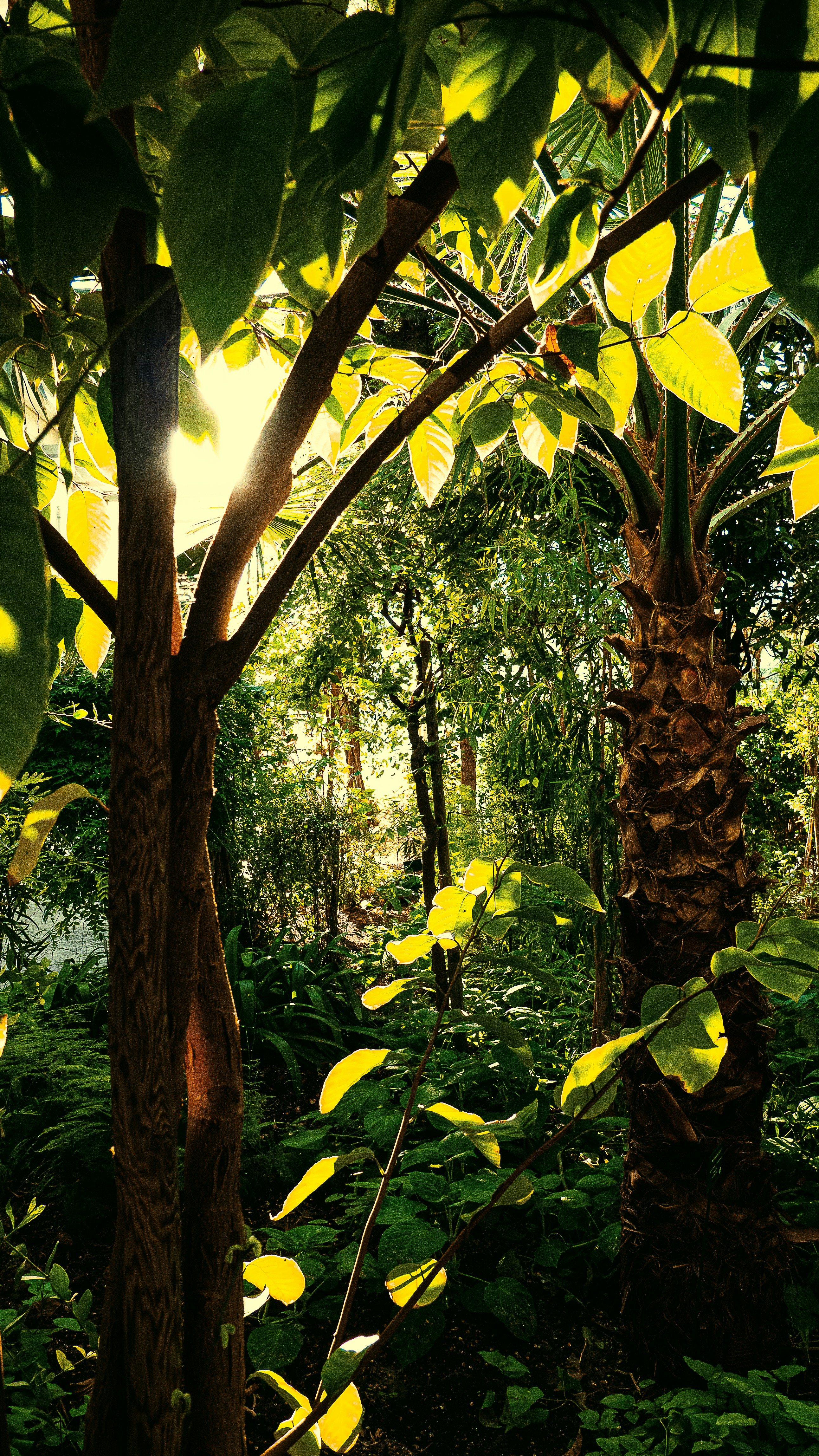 a group of trees with yellow leaves