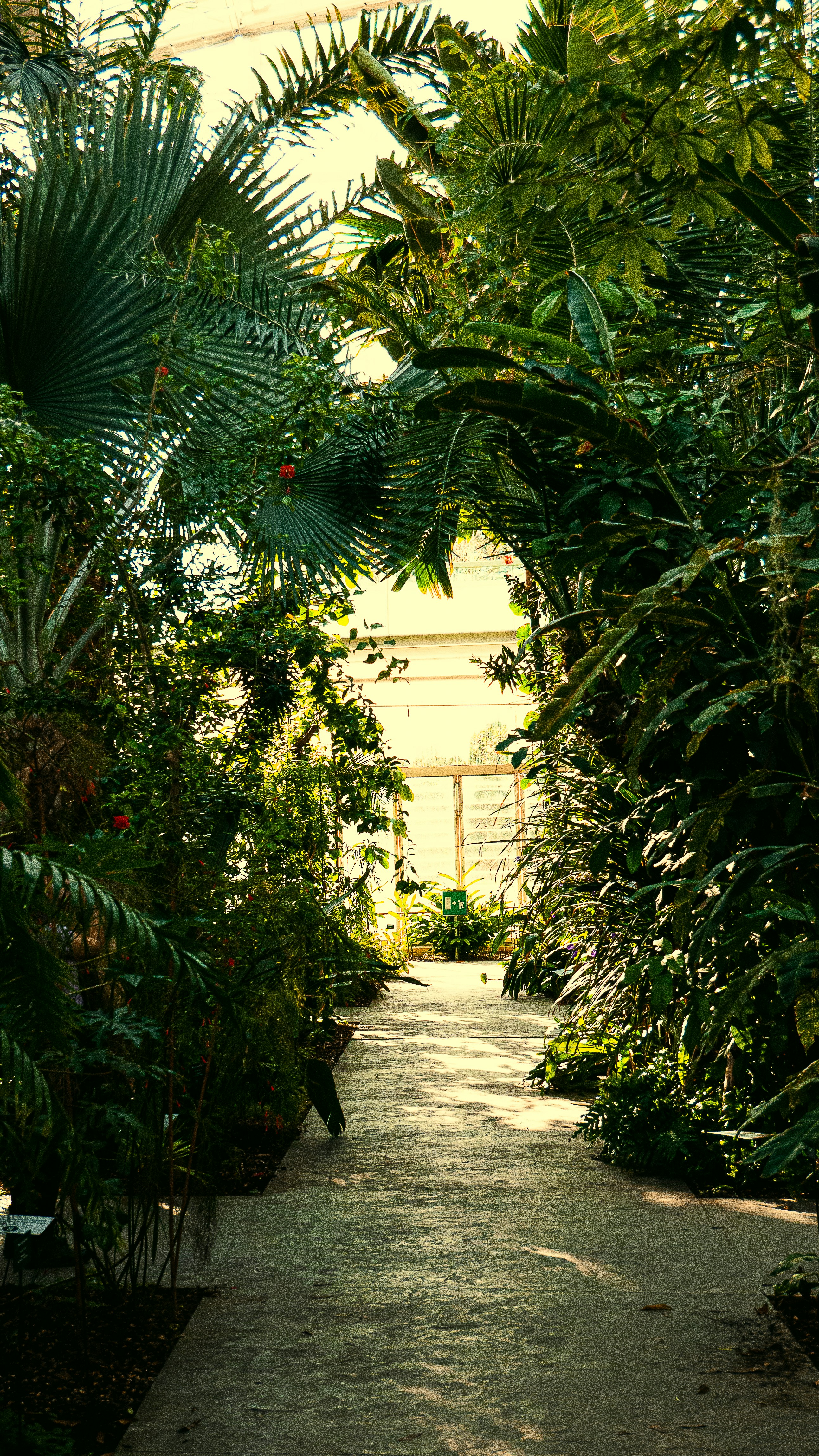 a path with trees on the side