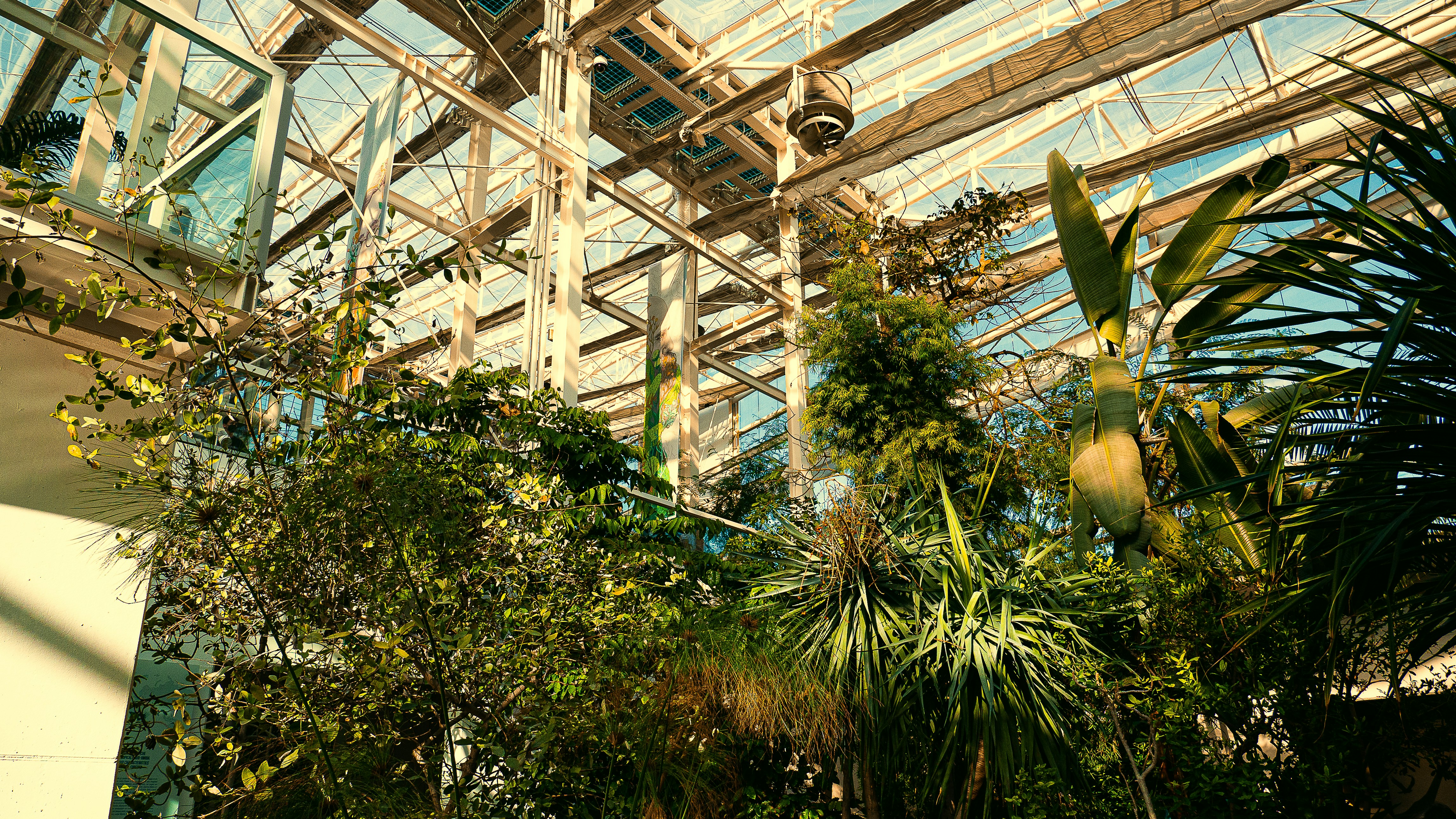 a large indoor plant