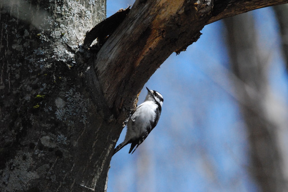 a bird perched on a tree