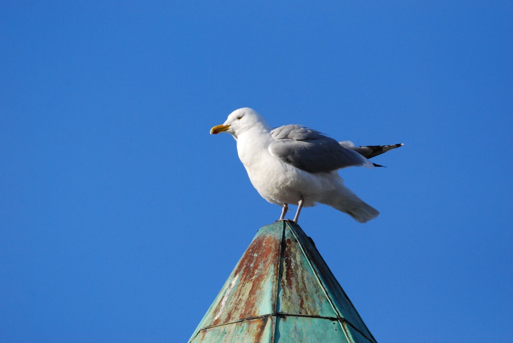 a bird on a roof