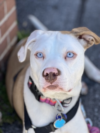 A close-up of a light-colored dog with striking blue eyes. The dog is wearing a colorful collar with tags and is looking directly at the camera. The background is slightly blurred, showing a brick wall and pavement.