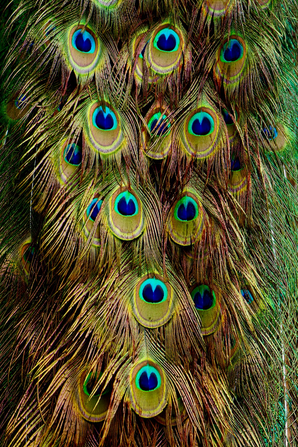 Un pavo real con muchas plumas