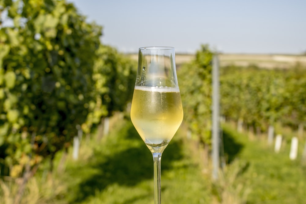 a glass of wine in a field