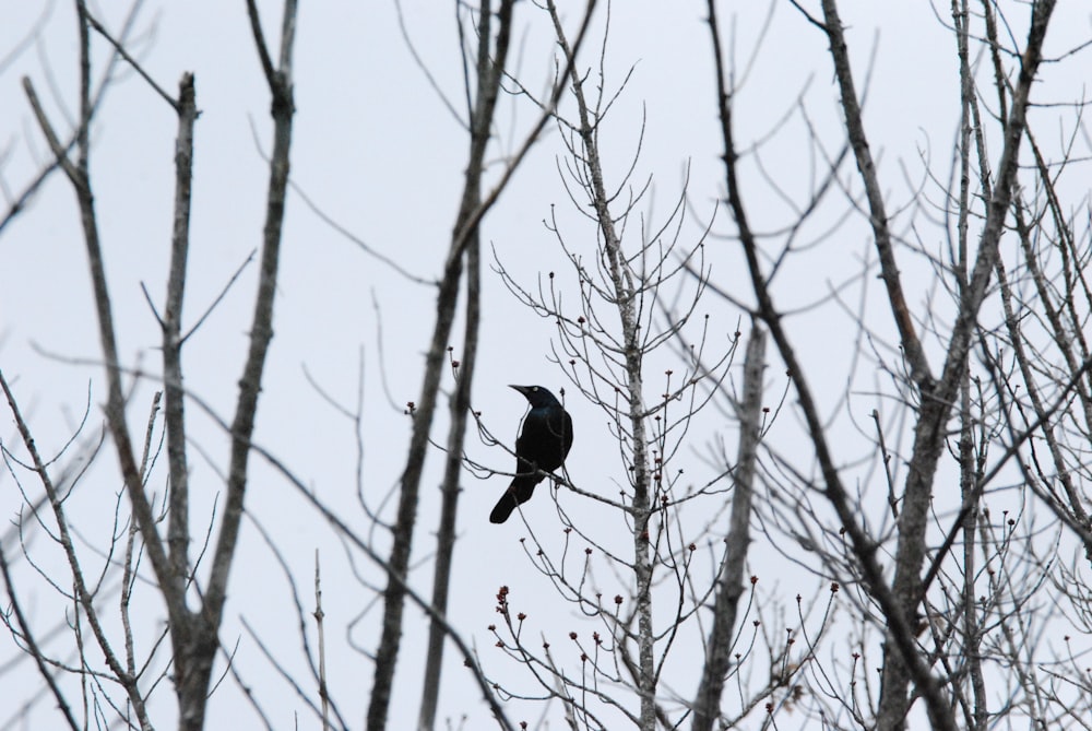 a bird sitting on a tree branch