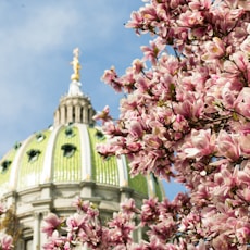 Magnolia blooms at the Pennsylvania Capitol Building