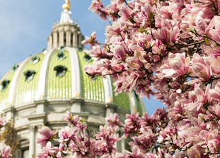 Magnolia blooms at the Pennsylvania Capitol Building