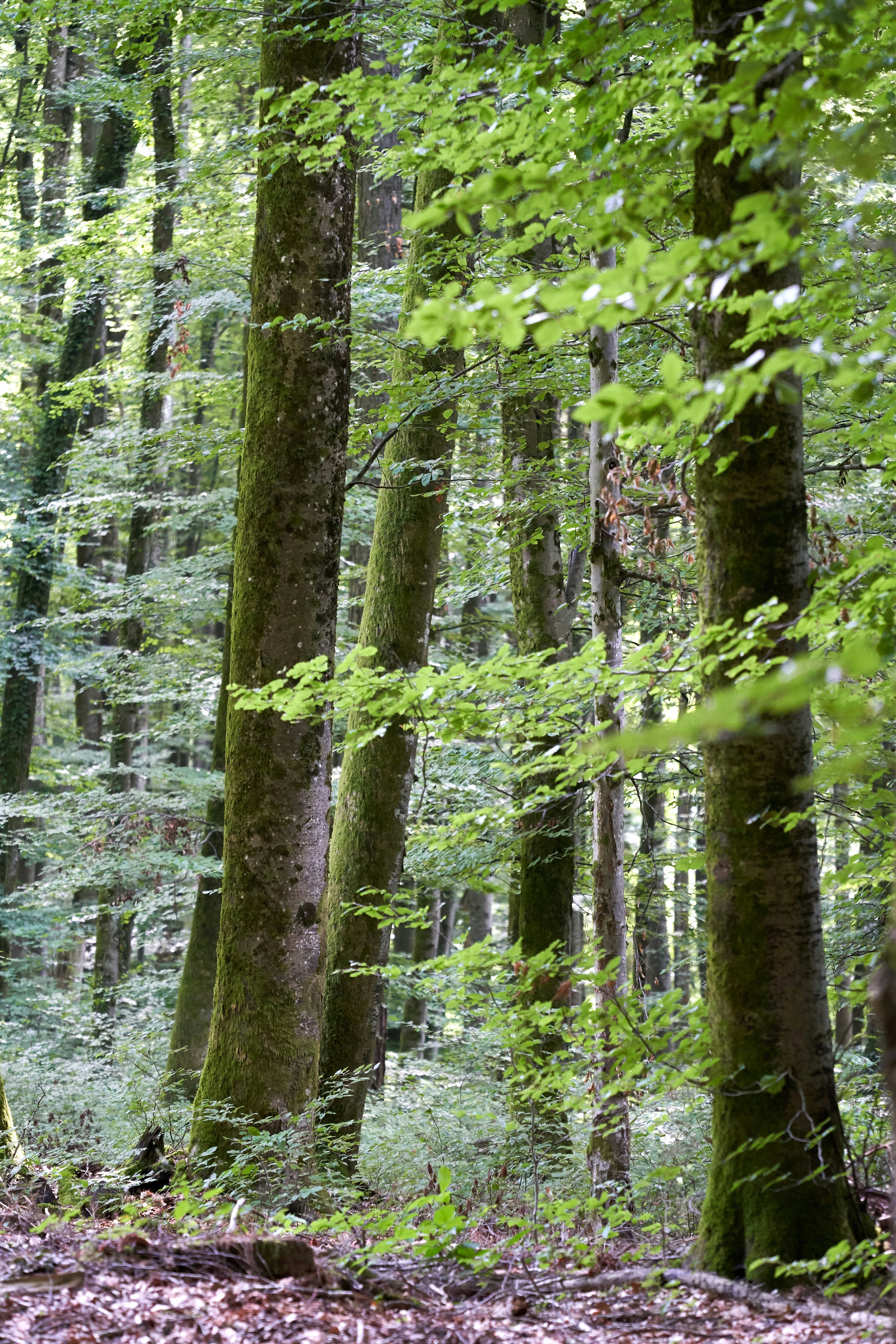 Photo by wolfgang_hasselmann