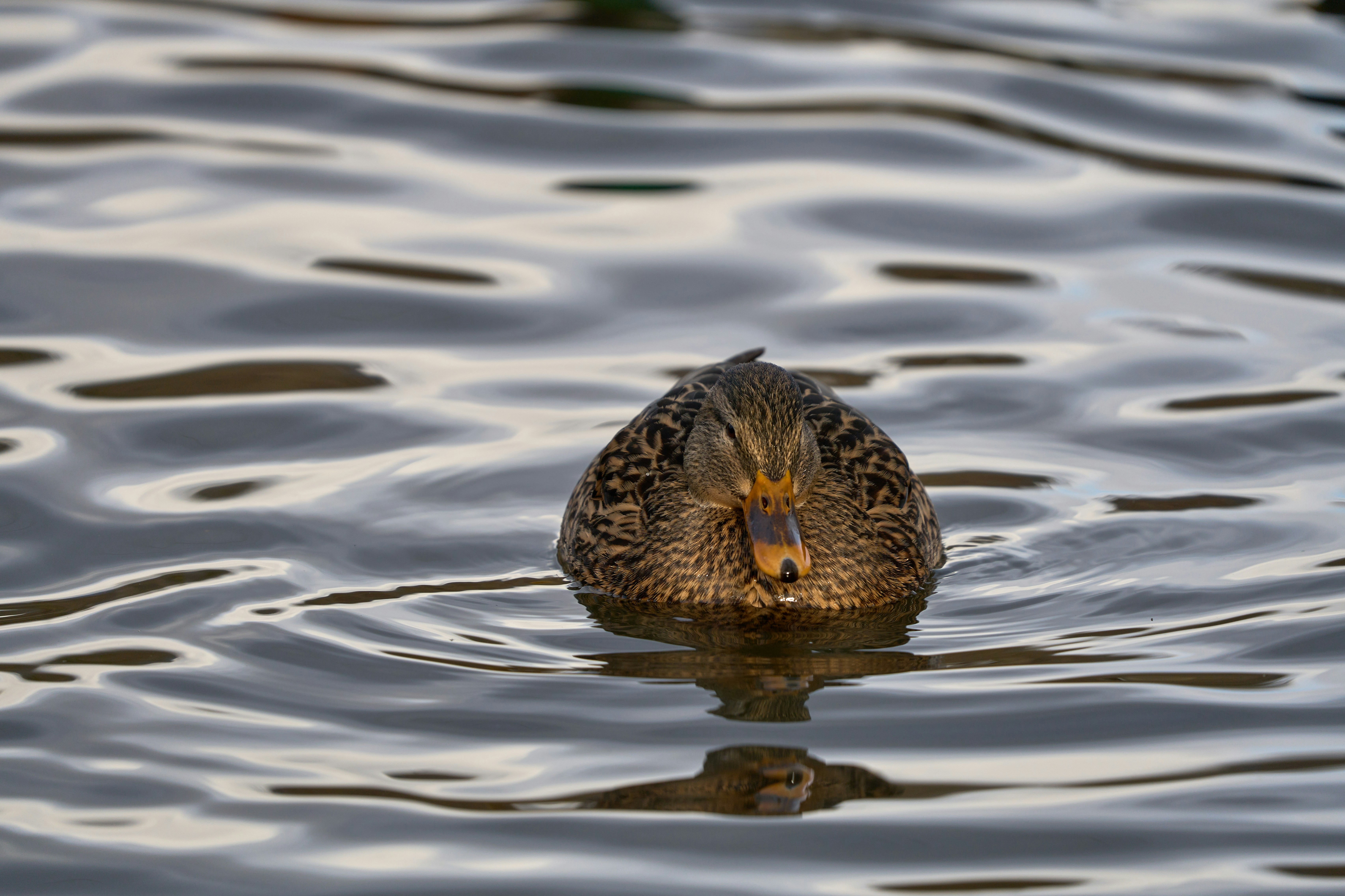 Photo by wolfgang_hasselmann