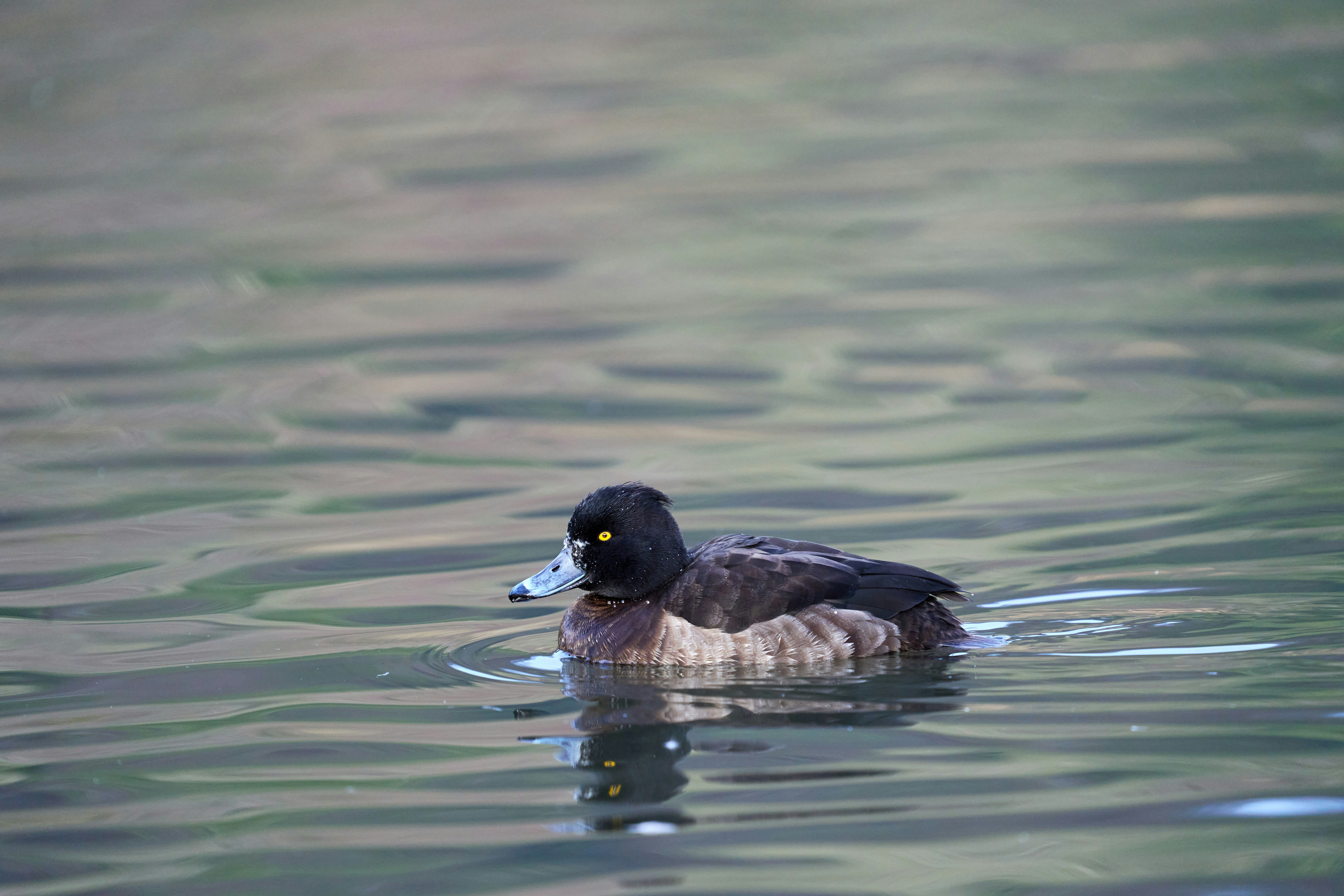 Photo by wolfgang_hasselmann