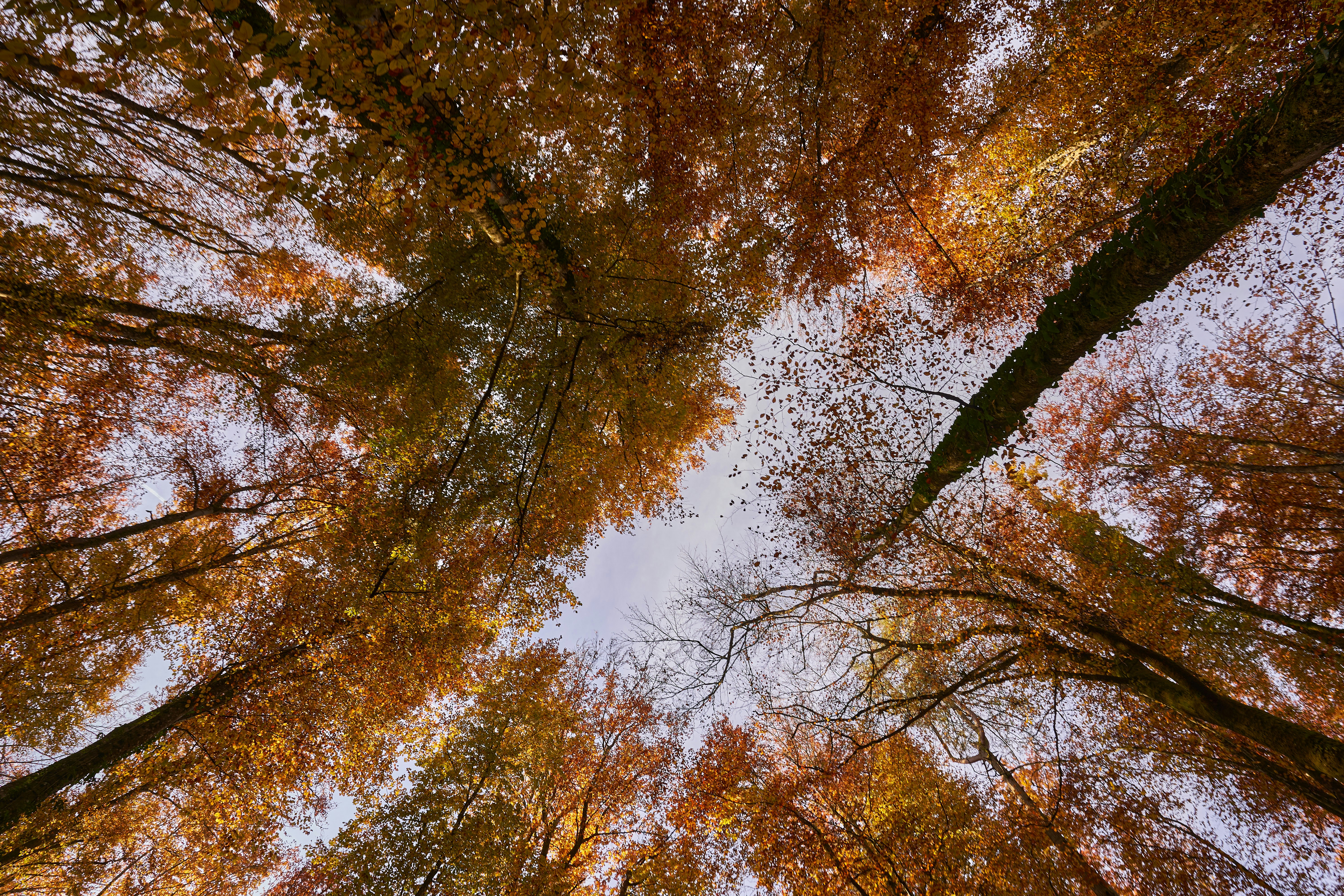 Photo by wolfgang_hasselmann