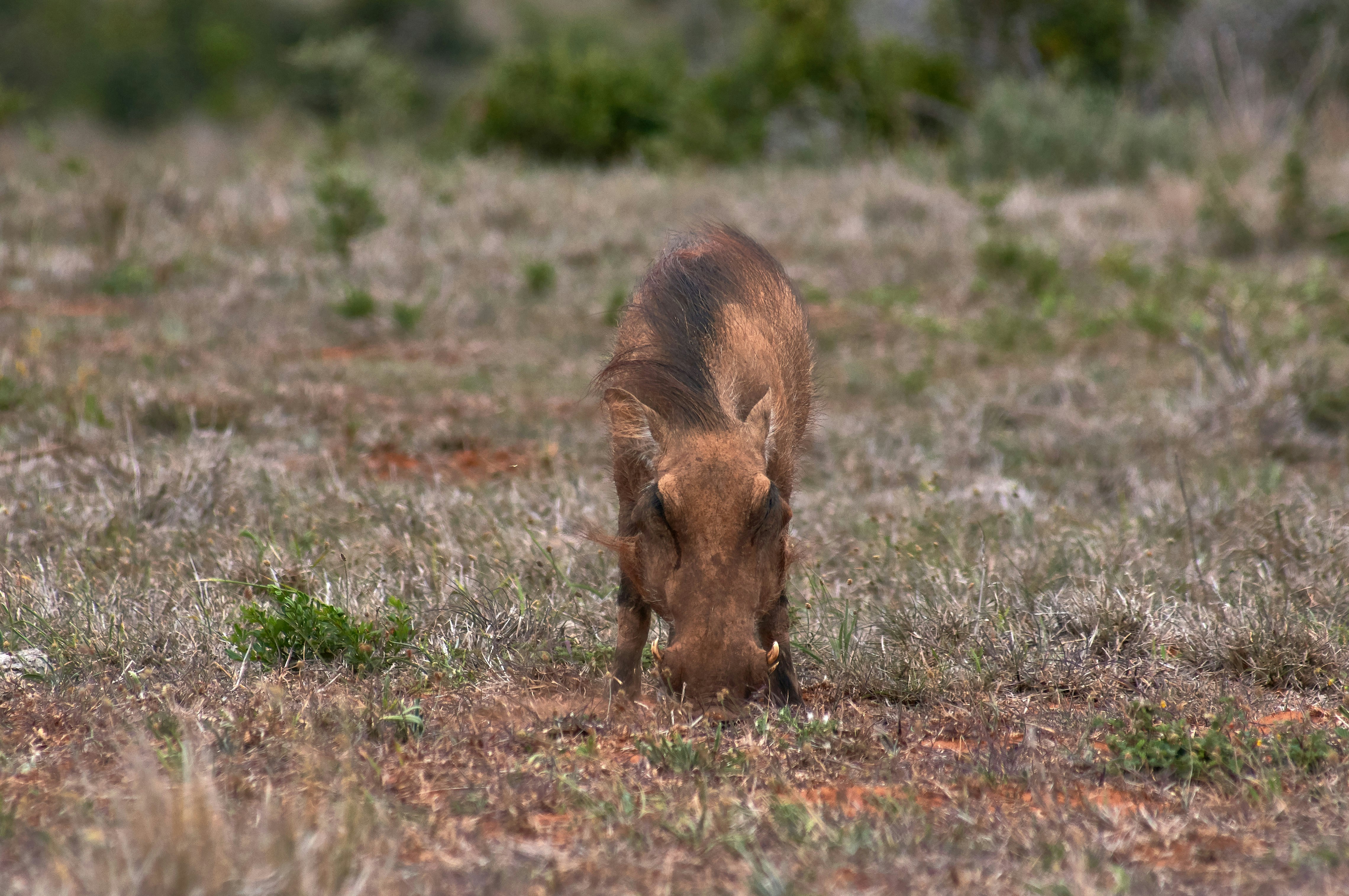 Photo by wolfgang_hasselmann