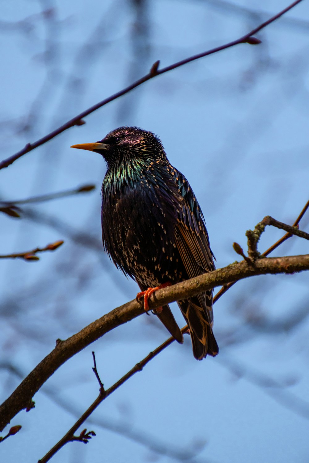 a bird sits on a branch