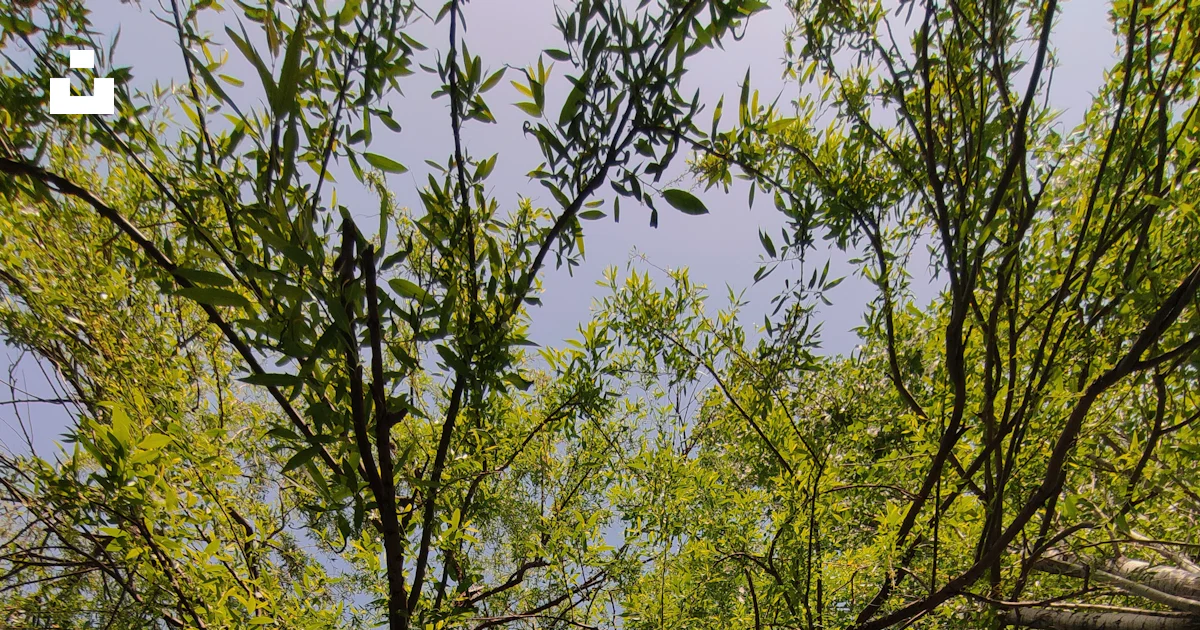 A group of trees photo – Free Tehran Image on Unsplash