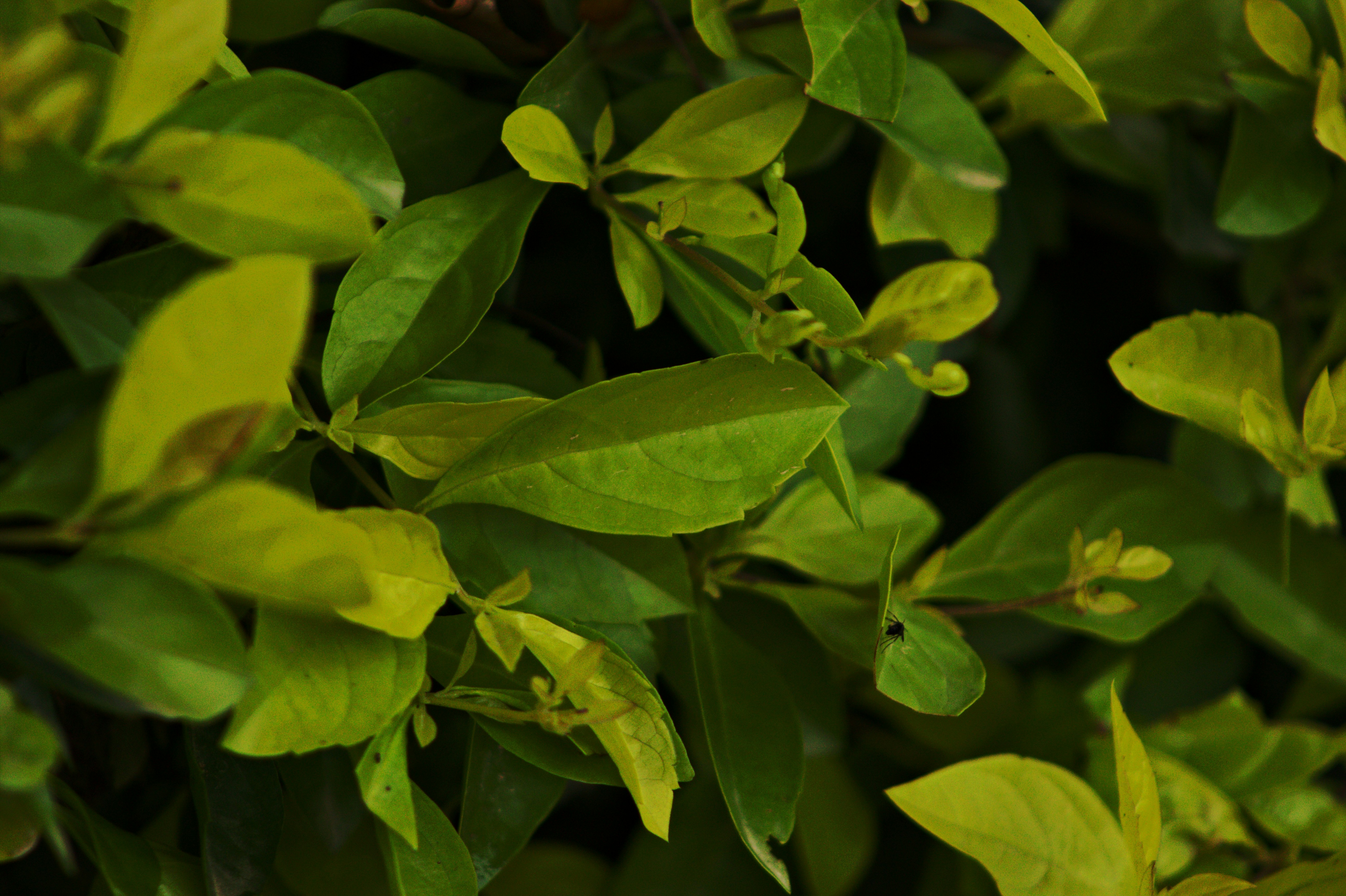 a close up of some leaves