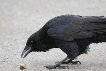 A black crow is positioned on a gray surface, appearing intent as it focuses on a small nut or pebble in front of it. The crow's feathers have a glossy sheen, showing intricate patterns and textures.