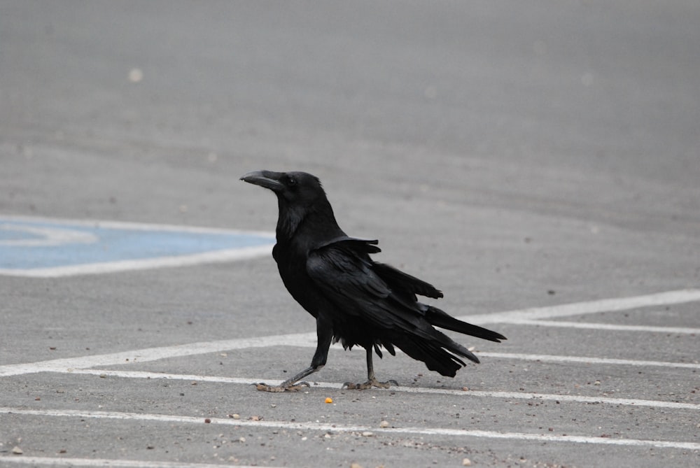 a bird walking on a road