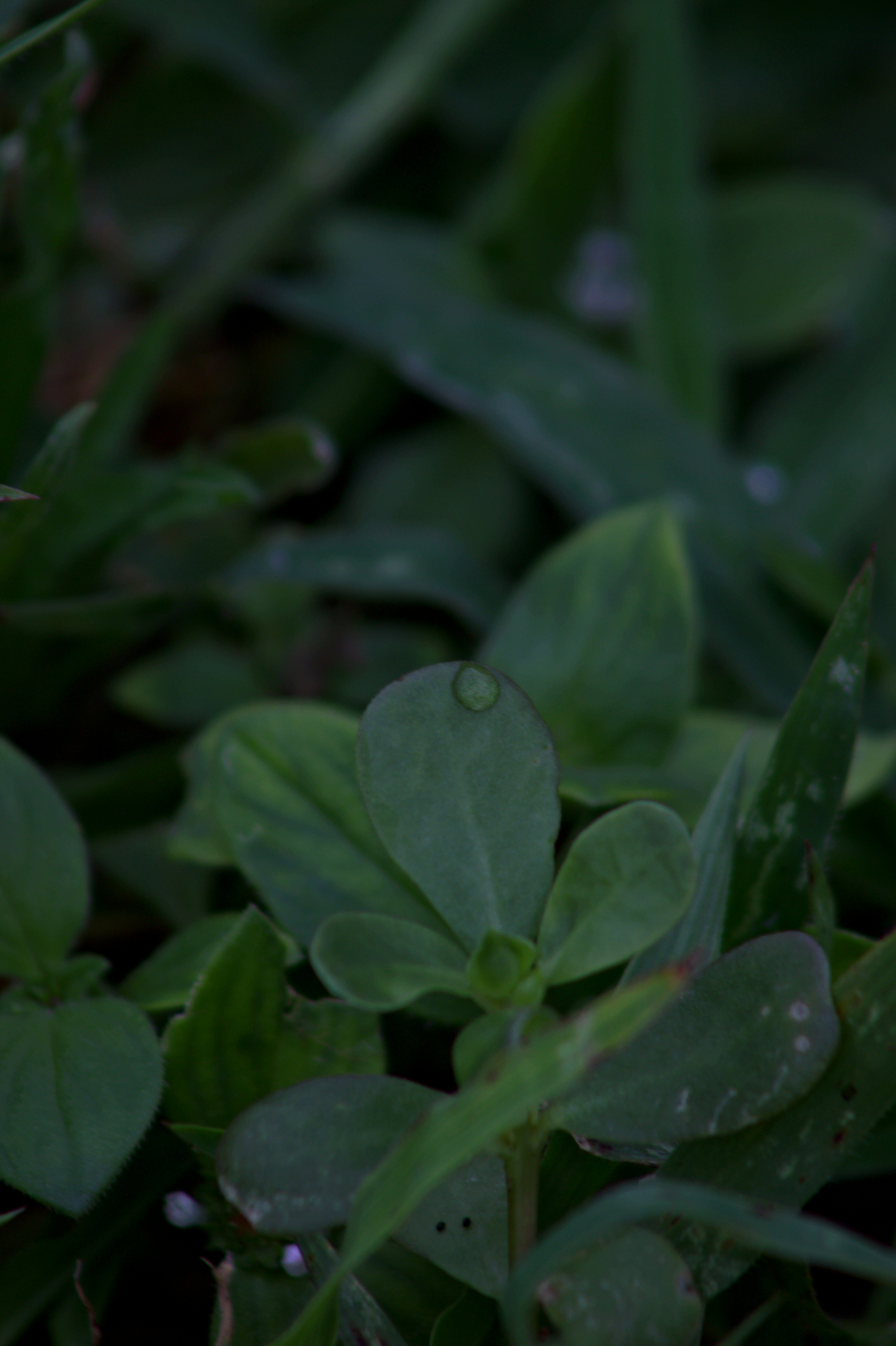 a close up of a plant