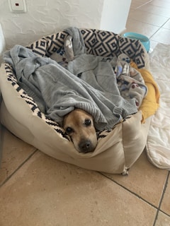 A dog is comfortably lying in a dog bed with a patterned interior. It is partially covered with a gray sweater. The floor is tiled and there is a blue bowl in the background.