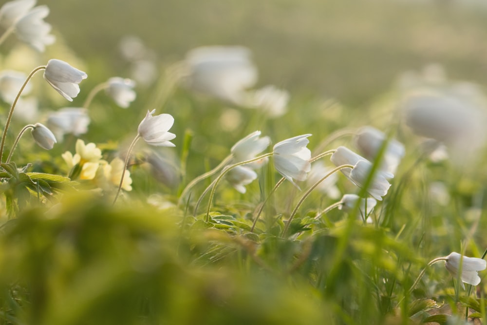 a close up of white flowers