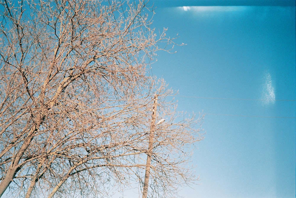 a tree with white flowers