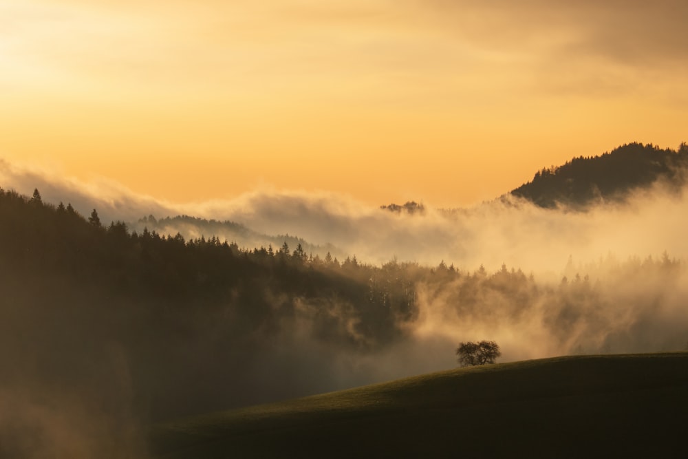 a foggy valley with trees