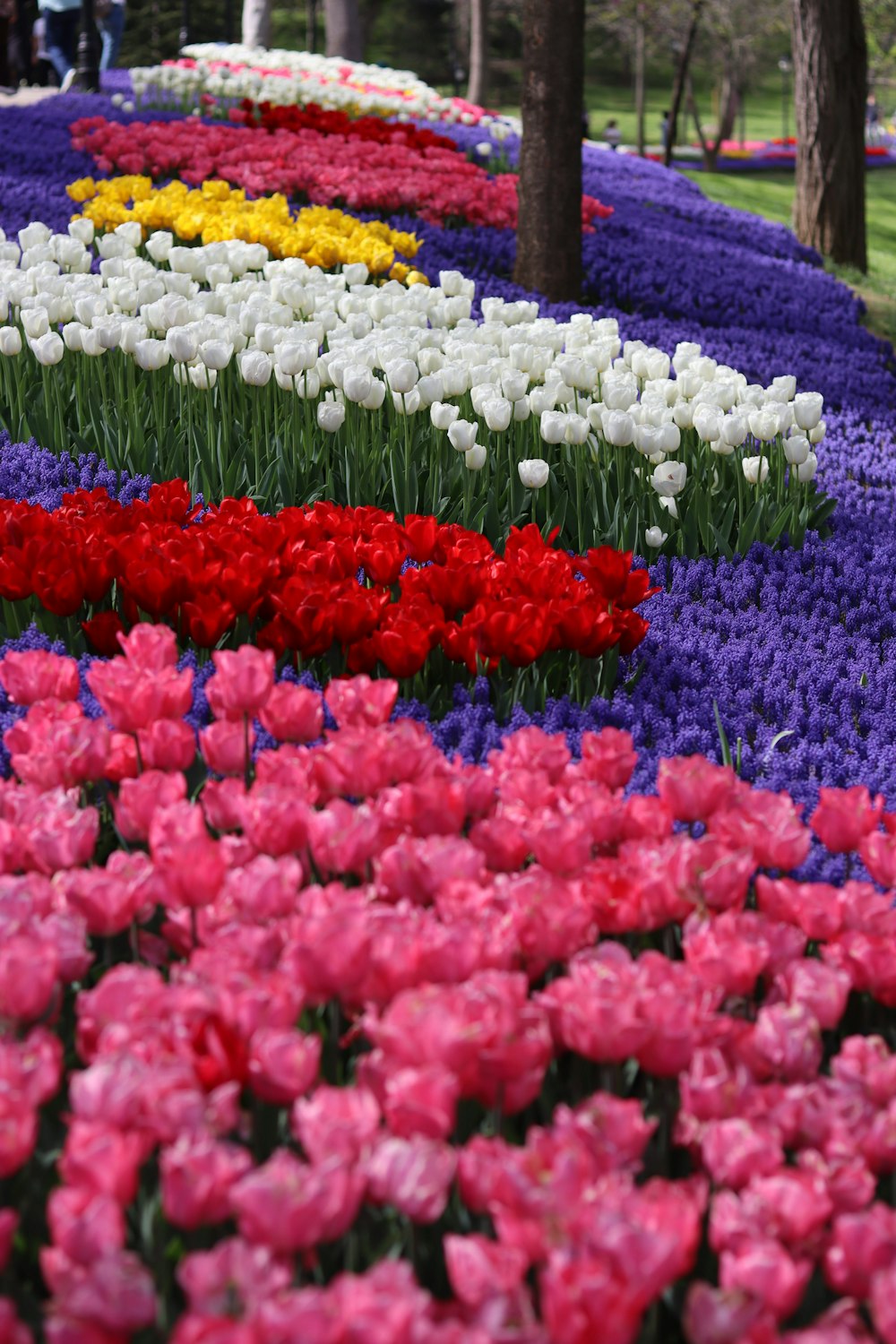 a garden of colorful flowers