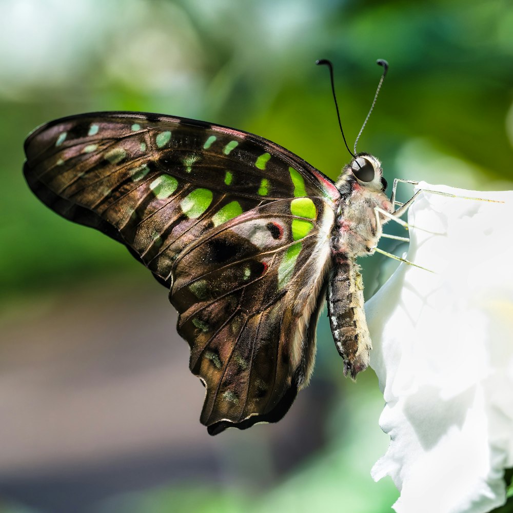 uma borboleta em uma flor