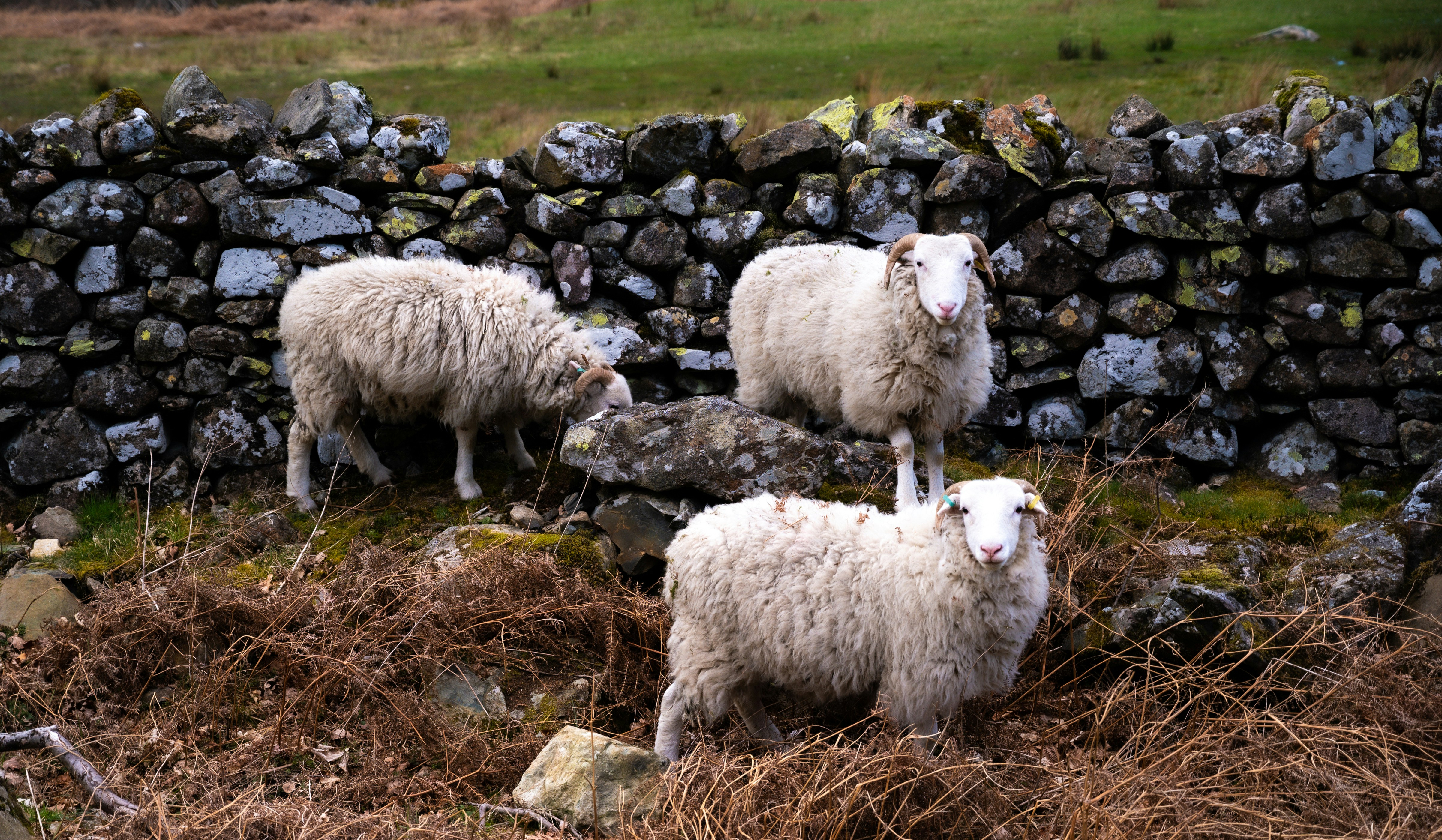 a group of sheep stand near each other