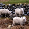 a group of sheep stand near each other