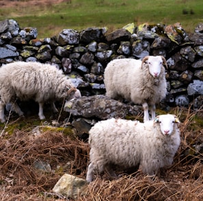 a group of sheep stand near each other