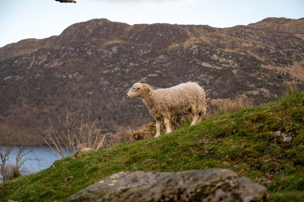a sheep standing on a hill