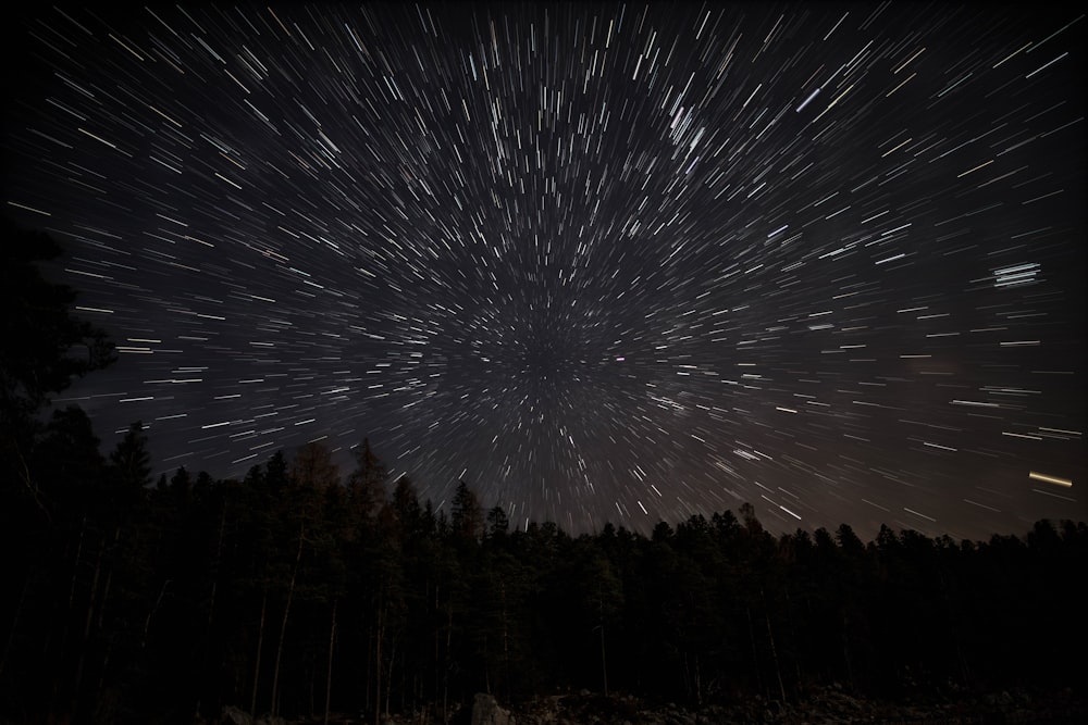 a group of trees with fireworks in the sky